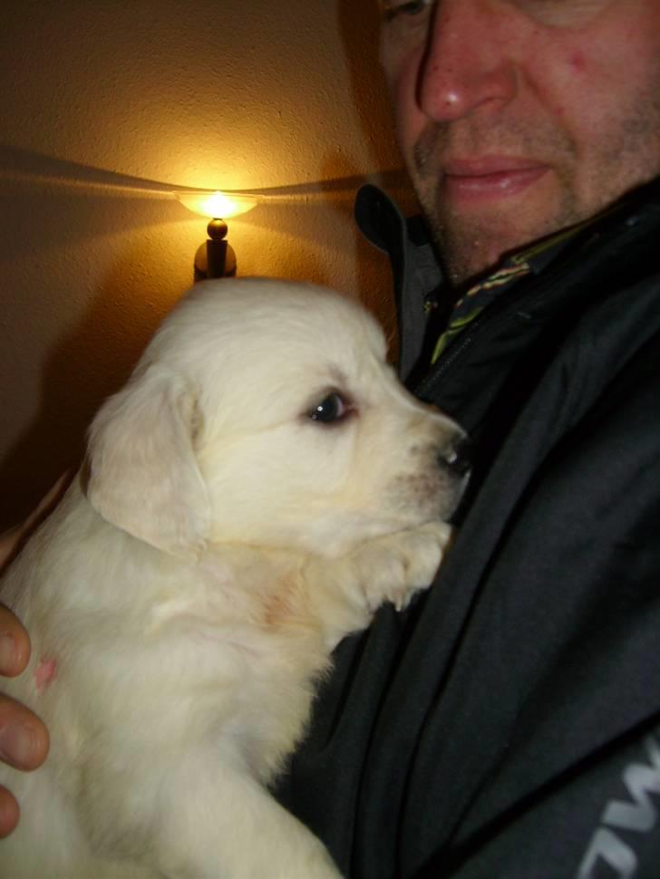 Golden retriever Elvira Madigan - Nugga og min far - 5 uger gammel.. billede 5