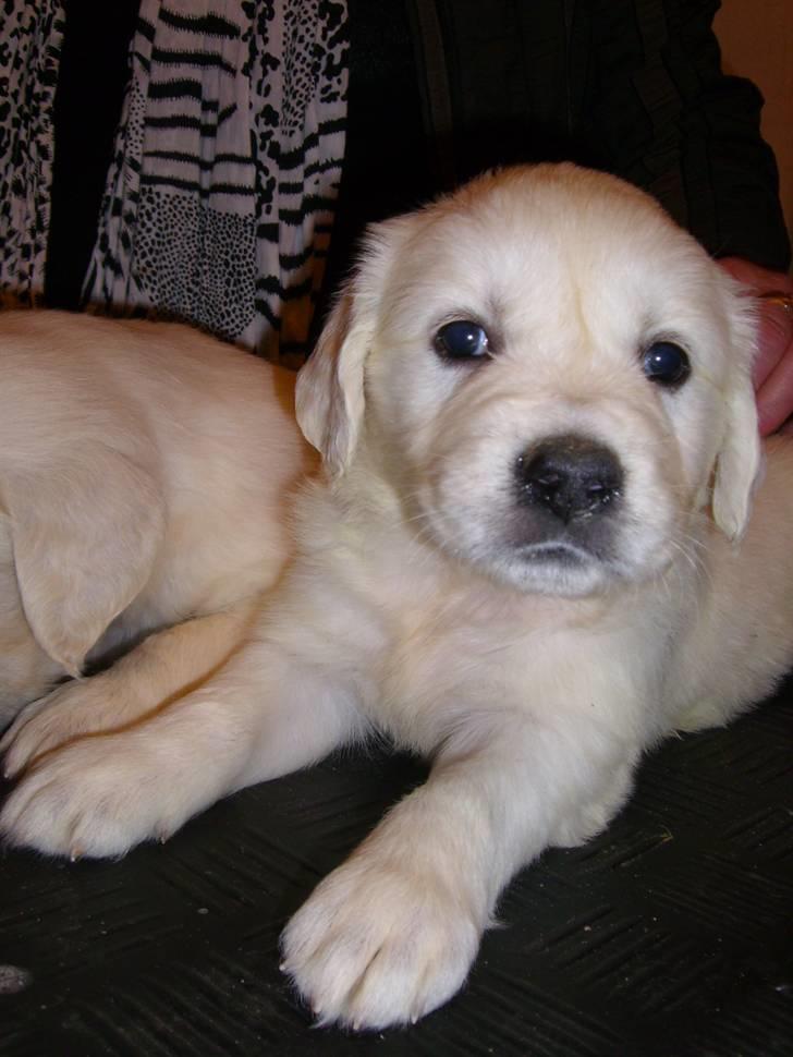 Golden retriever Elvira Madigan billede 6