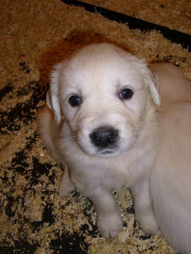 Golden retriever Elvira Madigan - Puttegøj billede 7