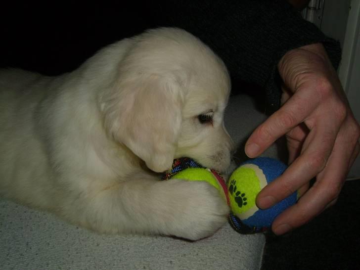 Golden retriever Elvira Madigan billede 8
