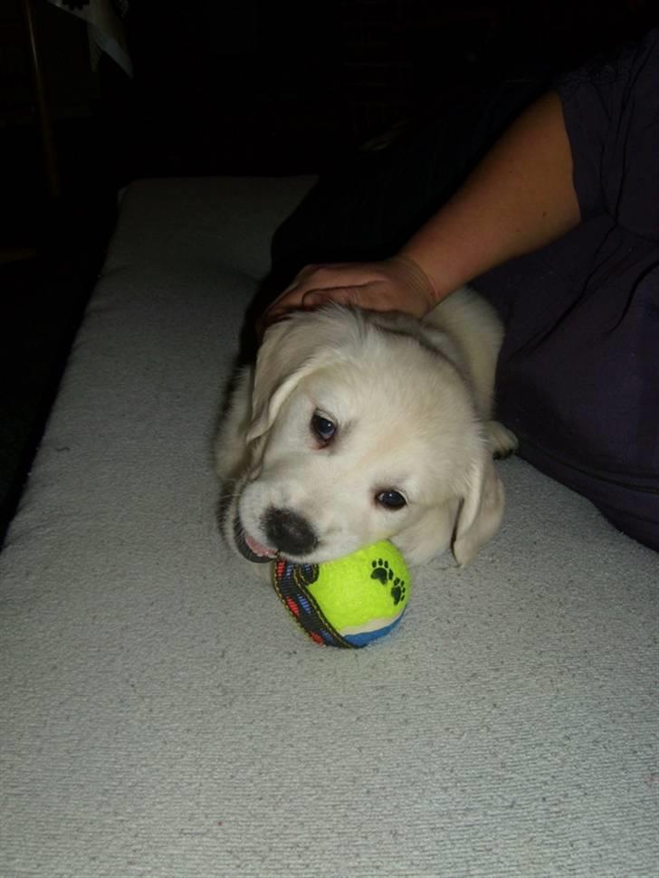 Golden retriever Elvira Madigan billede 9