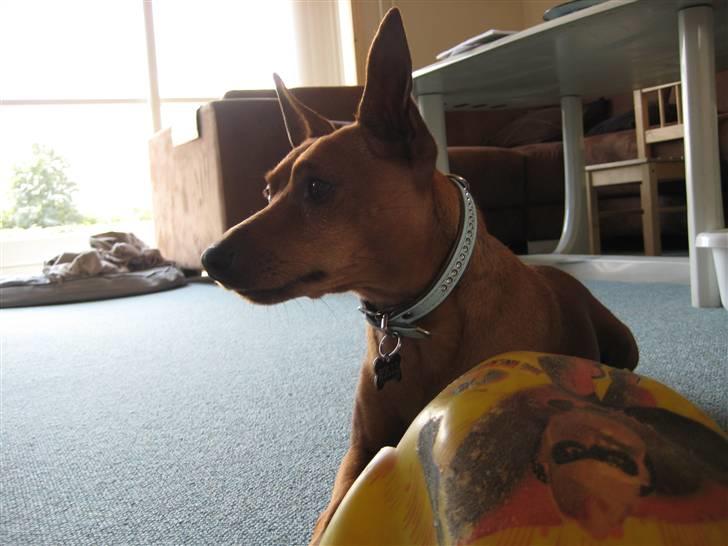 Dvaergpinscher Rollo - er man bare en flot fyr eller hvad?:-) billede 6