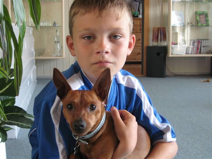 Dvaergpinscher Rollo billede 7