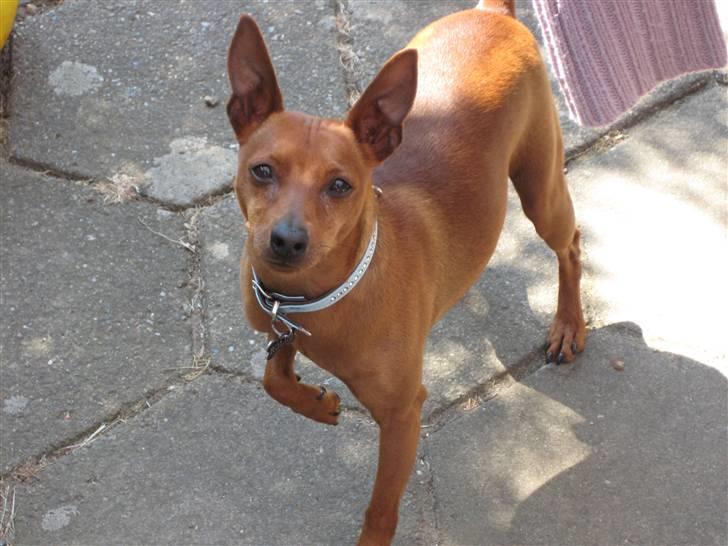 Dvaergpinscher Rollo billede 8