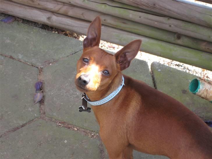 Dvaergpinscher Rollo billede 9