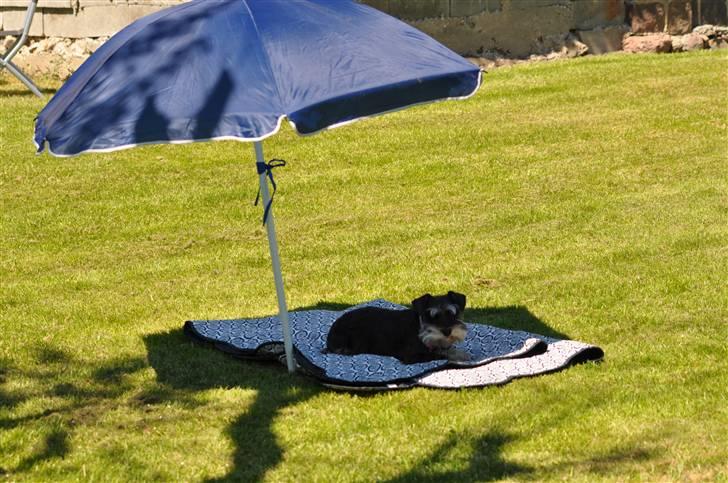 Dvaergschnauzer Gabbi - Godt med lidt skygge her  sommer varmen billede 5