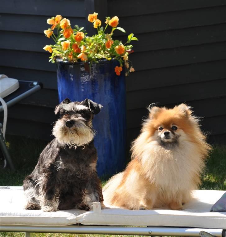 Dvaergschnauzer Gabbi - Min bedste ven Chicco. billede 7