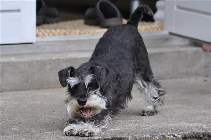 Dvaergschnauzer Gabbi - Jeg bukker lige for jer. billede 8