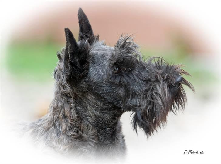 Skotsk terrier Madonna - se hvor dygtig jeg er !! billede 1