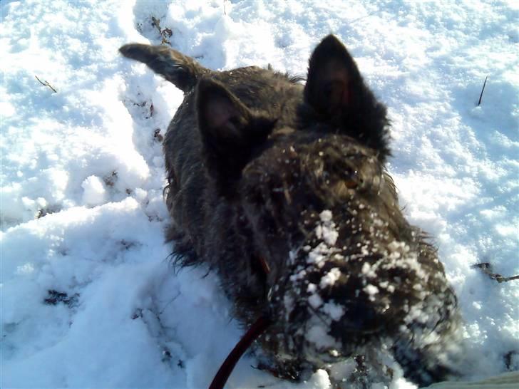 Skotsk terrier Madonna - Jeg elsker sne, hvornår kommer der  mere  billede 2