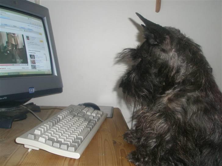 Skotsk terrier Madonna - Hvordan bruger man den her tingest billede 3