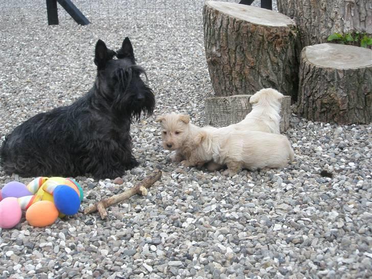Skotsk terrier Madonna - Mine små hvalpe billede 4