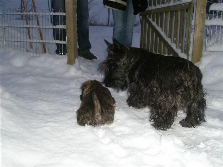 Skotsk terrier Madonna - kom vi viser numse til dem billede 5