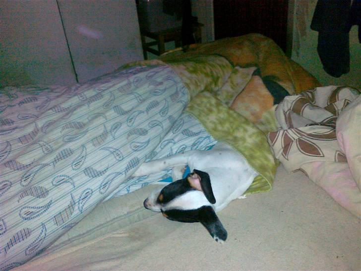 Dansk svensk gaardhund liva billede 7