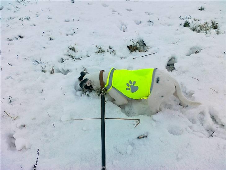 Dansk svensk gaardhund liva billede 8