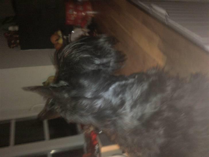 Skotsk terrier Madonna - hos forografen  billede 6