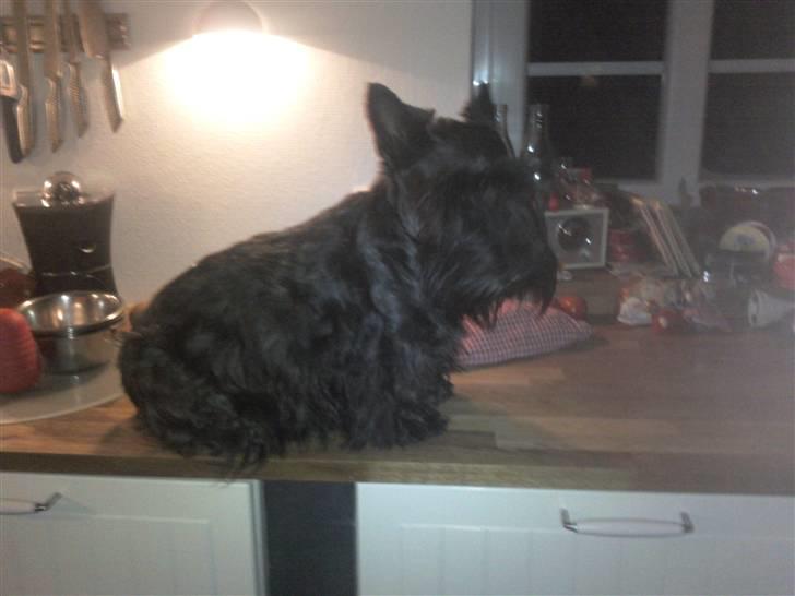 Skotsk terrier Madonna - er jeg ikke pæn  billede 7