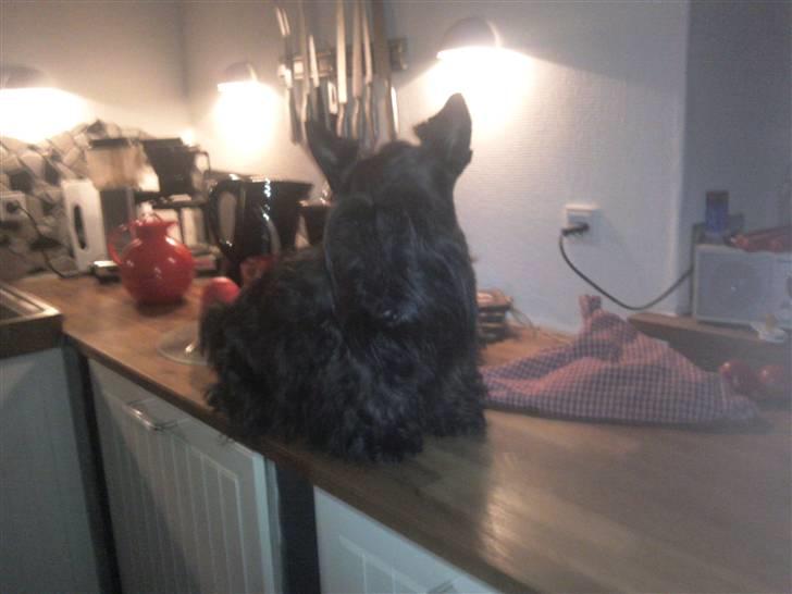 Skotsk terrier Madonna - jeg sidder faktisk godt  :D billede 8