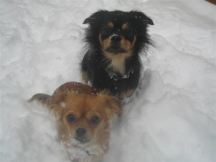 Blanding af racer Lilo - 1/12-2010 Ude i sneen :) billede 16