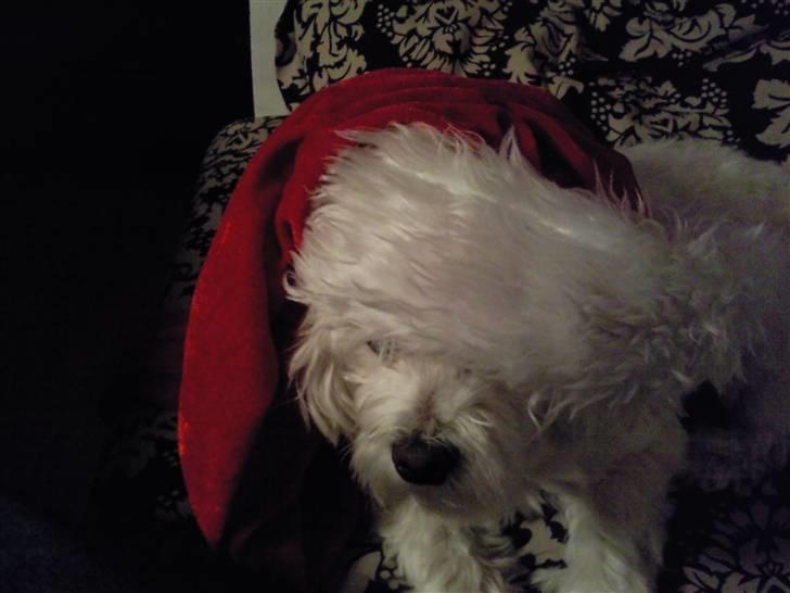 Malteser Picasso - i julehumør ;D <3 billede 13