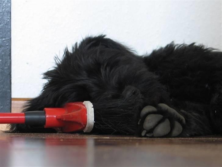 Riesenschnauzer  Doolittle's Odin - Fotografen: Ulla Skov. billede 11