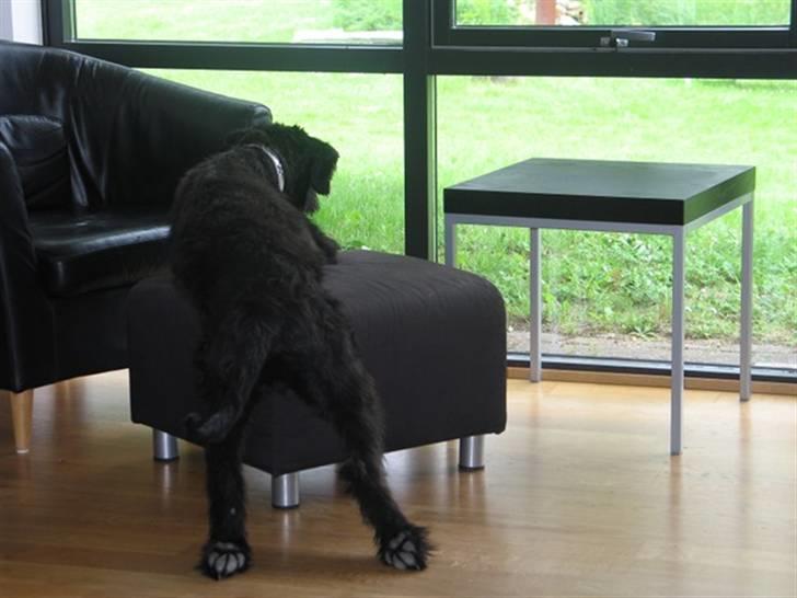 Riesenschnauzer  Doolittle's Odin - Fotografen: Ulla Skov. billede 7