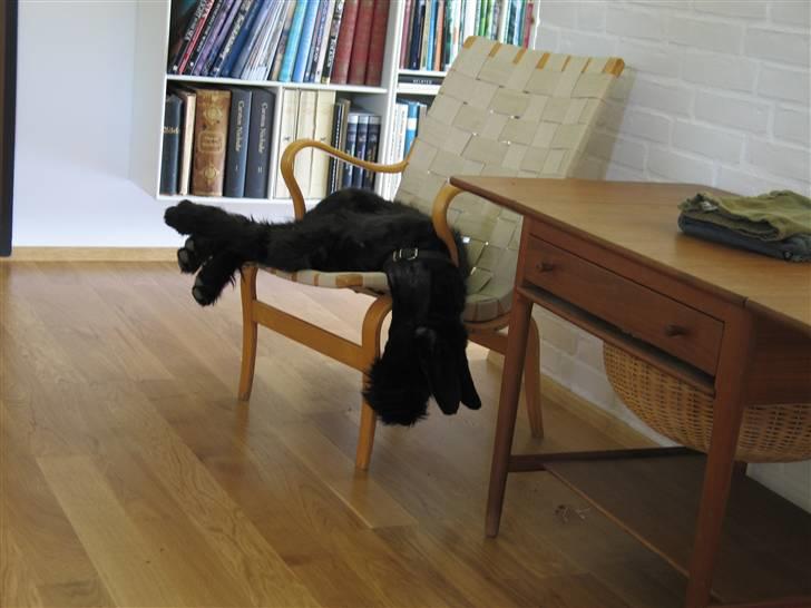 Riesenschnauzer  Doolittle's Odin - Fotografen: Ulla Skov. billede 9