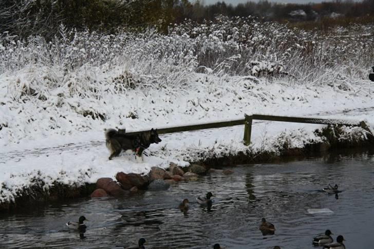 Blanding af racer Molly billede 20