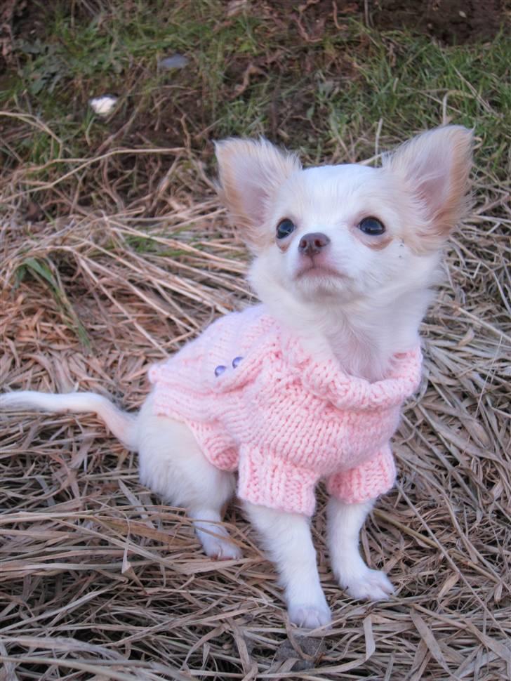 Chihuahua Mazey (Tut) - Baby Tut . billede 3