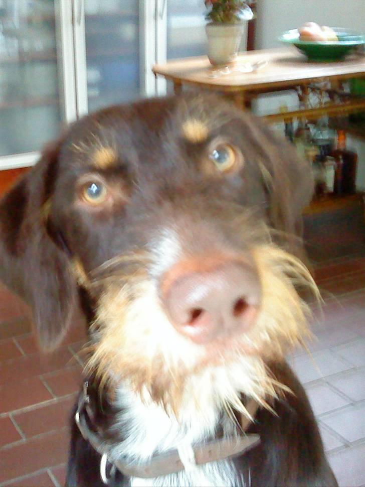 Blanding af racer Kappo billede 1