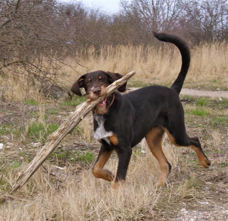 Blanding af racer Kappo billede 2