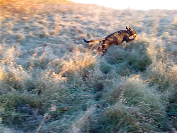 Blanding af racer Kappo billede 3