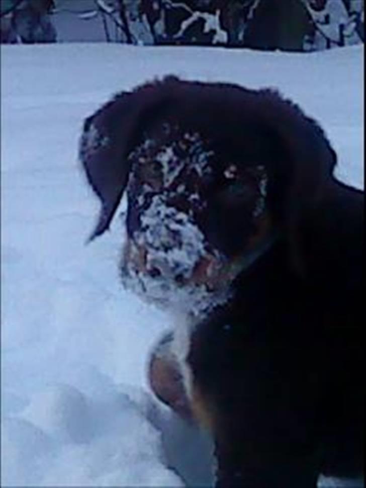 Blanding af racer Kappo billede 4