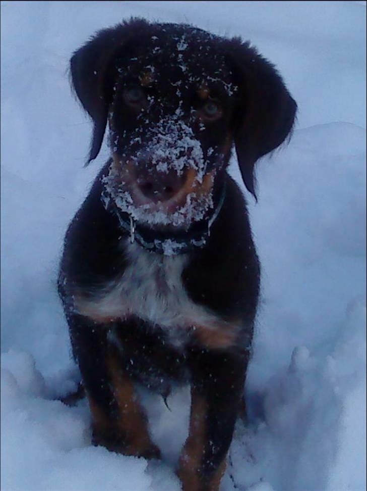 Blanding af racer Kappo billede 5