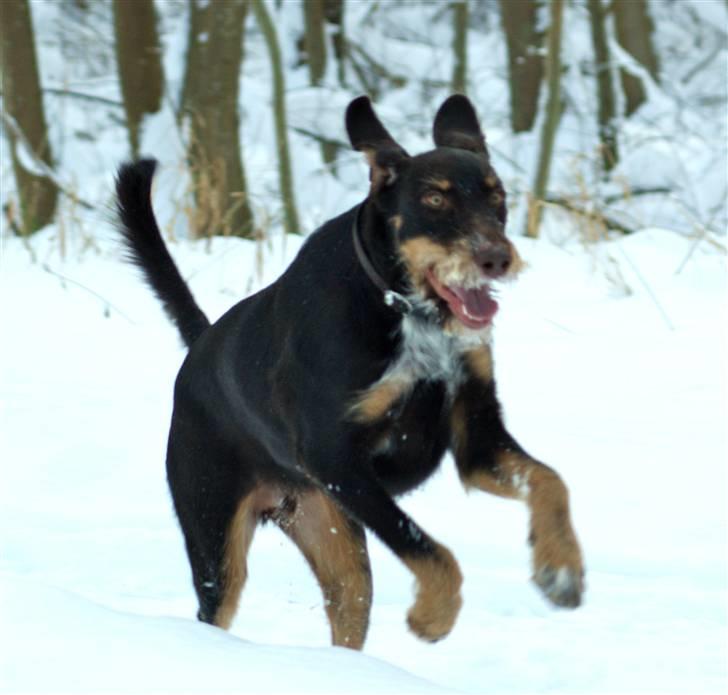 Blanding af racer Kappo billede 6