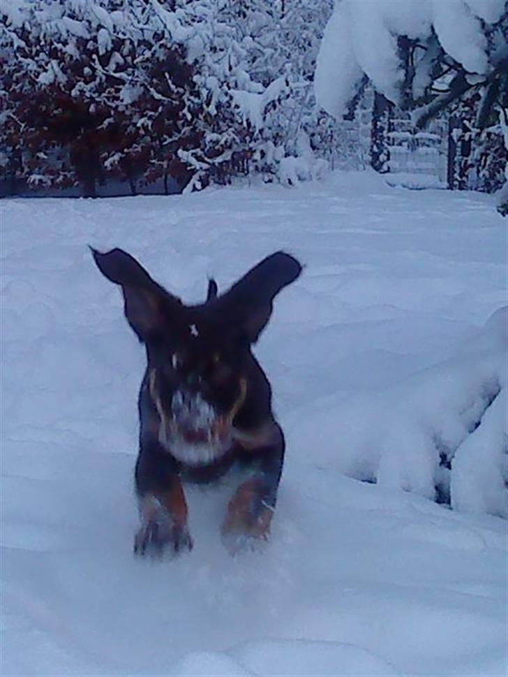 Blanding af racer Kappo billede 7