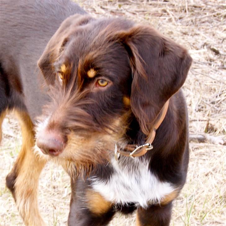 Blanding af racer Kappo billede 8