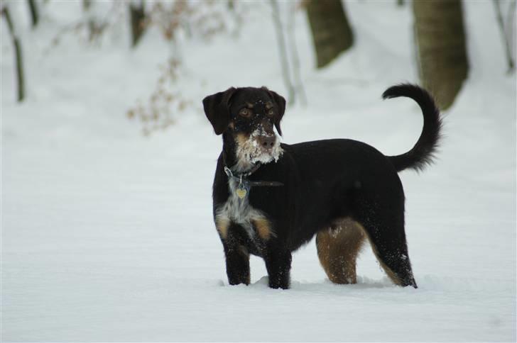 Blanding af racer Kappo billede 10