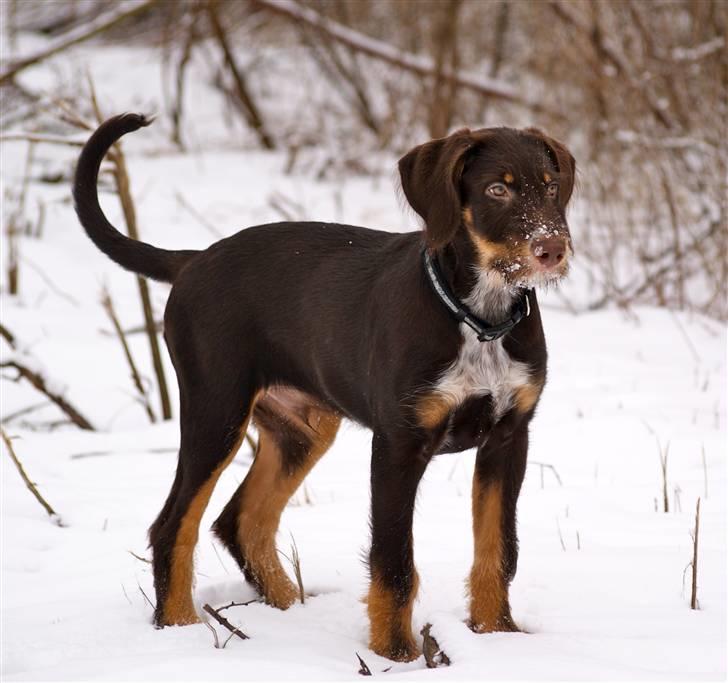 Blanding af racer Kappo billede 11