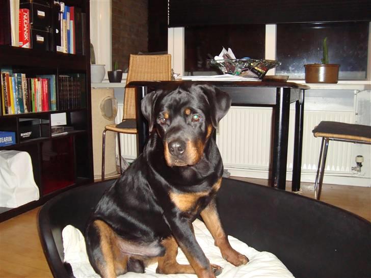 Rottweiler **Ricco** -R.I.P- billede 1