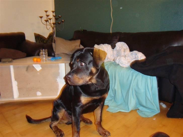 Rottweiler **Ricco** -R.I.P- billede 2