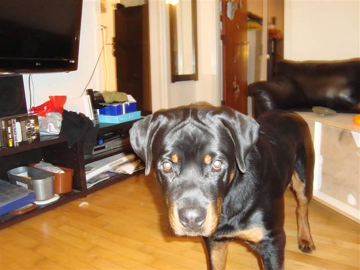 Rottweiler **Ricco** -R.I.P- billede 3