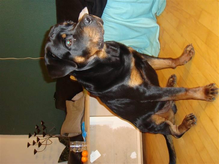 Rottweiler **Ricco** -R.I.P- billede 4