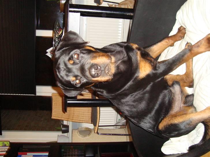 Rottweiler **Ricco** -R.I.P- billede 5