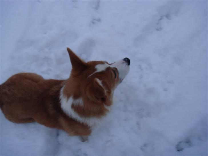 Welsh corgi pembroke Snickers billede 8