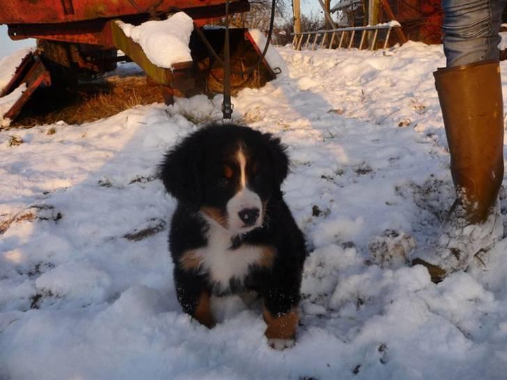 Berner sennenhund Selma billede 3