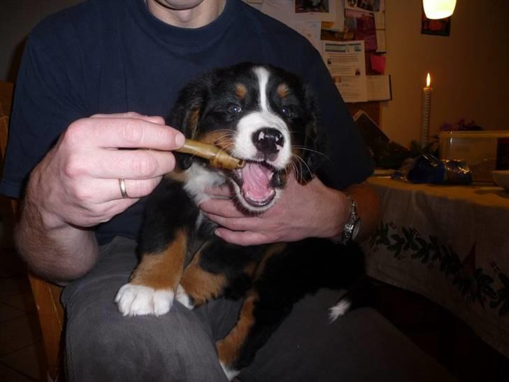 Berner sennenhund Selma billede 4