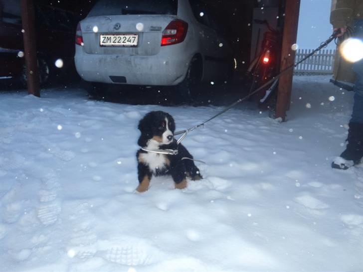 Berner sennenhund Selma billede 7