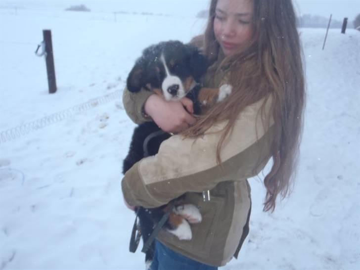 Berner sennenhund Selma billede 8