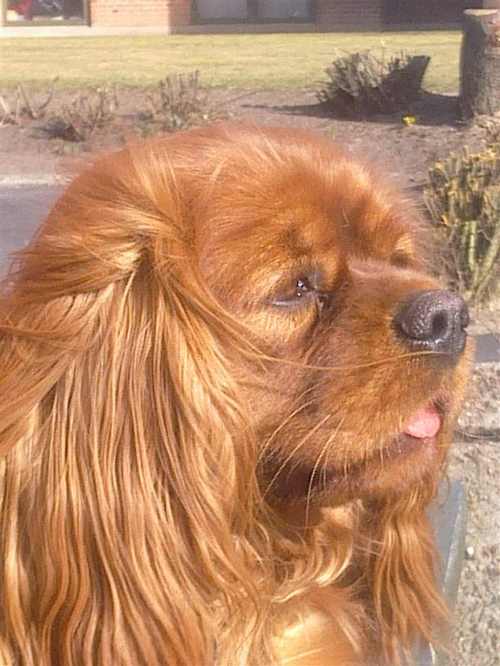 Cavalier king charles spaniel Atti's picture perfect billede 1